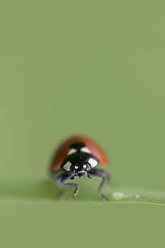 coccinelle concours.jpg