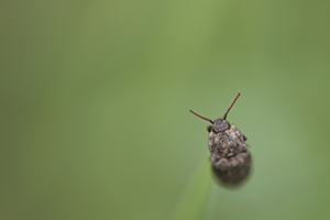 insecte concours.jpg