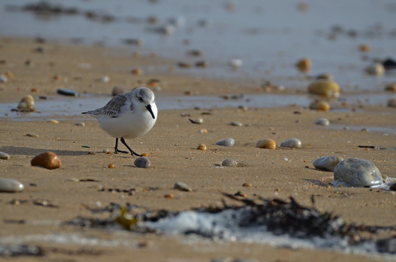 Sanderling.jpg