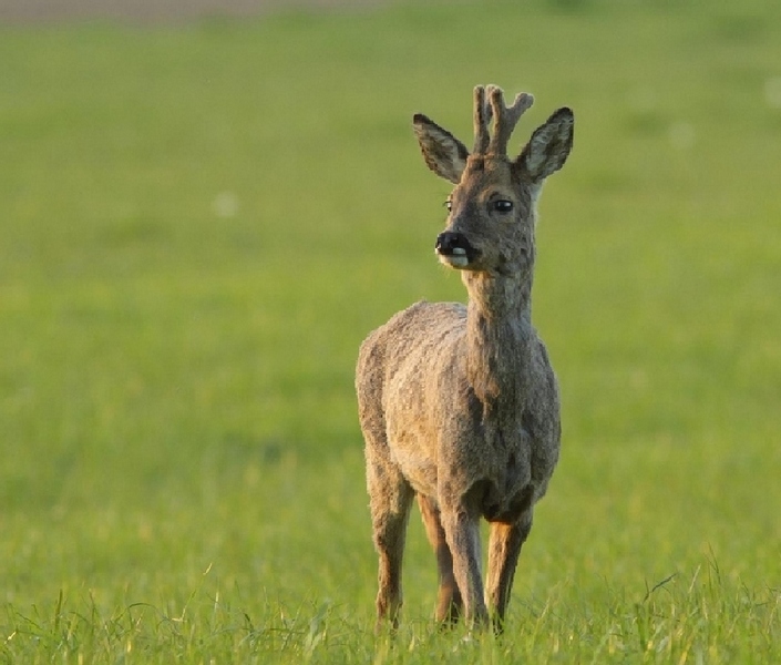 Chevreuil 1 Image Nature.JPG