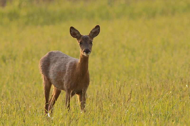 Chevreuil 2 Image Nature.JPG