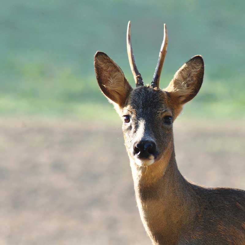 Portrait-chevreuil.jpg