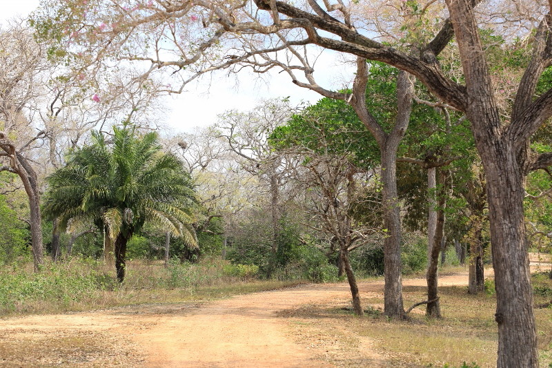 14 Paysages saison sèche.jpg