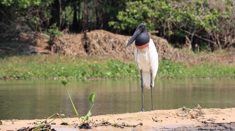 17 Jabiru.jpg