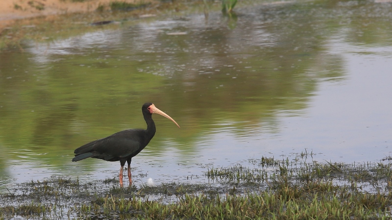 31 Ibis à face nue.jpg