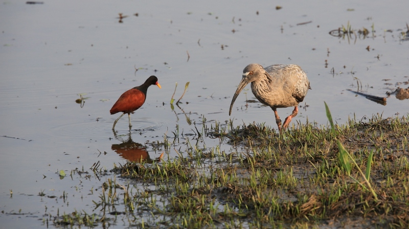 32 Ibis plombé et Jacana noir.jpg