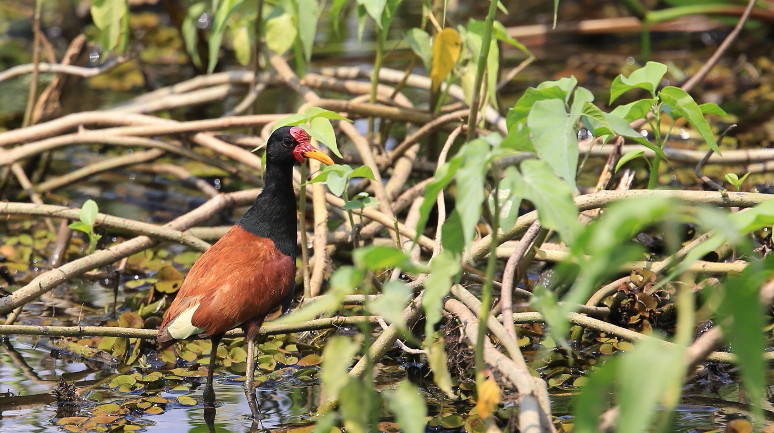 33 Jacana noir.jpg