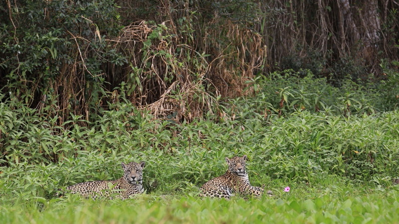 04 Jaguars, ils sont là.jpg