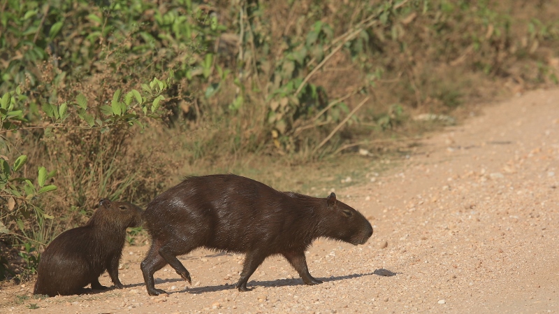 25 Capivara.jpg