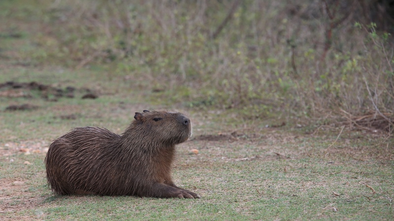 26 Capivara.jpg