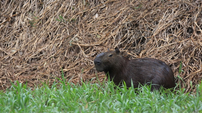 27 Capivara.jpg