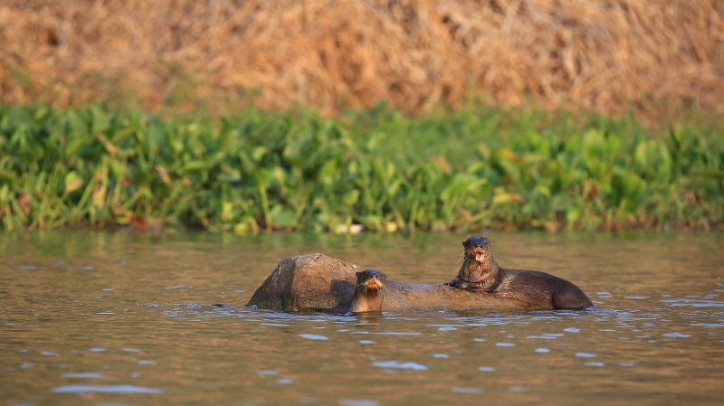 31 Loutre néo6tropicale.jpg