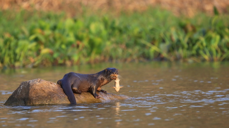 32 Loutre néo-tropicale.jpg