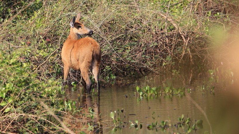 33 Cerf des marais.jpg