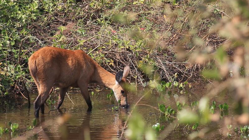 34 Cerf des marais.jpg