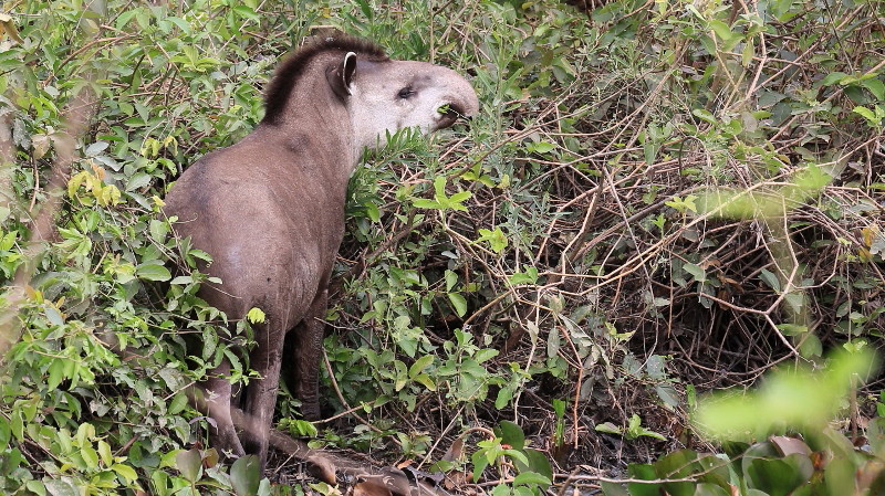 35 Tapir.jpg