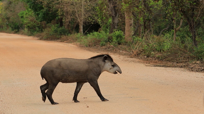 36 Tapir.jpg