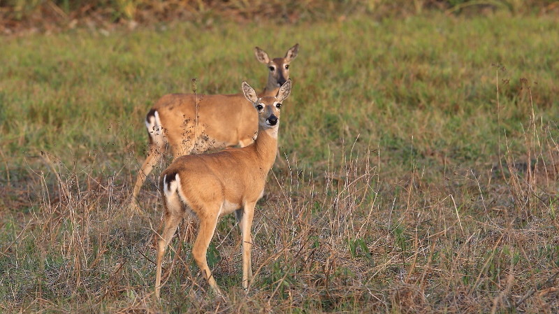 38 Cerfs des savannes.jpg