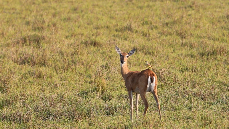 39 Biche des savannes.jpg