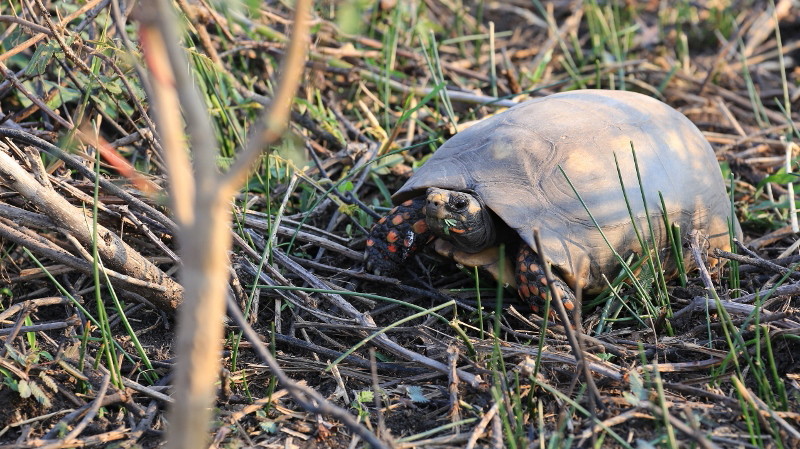 51 Tortue terrestre.jpg