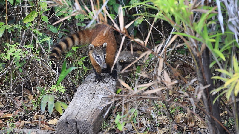 53 Coati.jpg