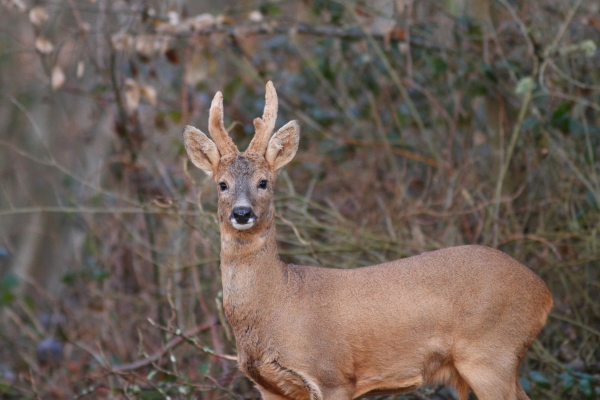 Chevreuil 04-03-2015 lq.jpg