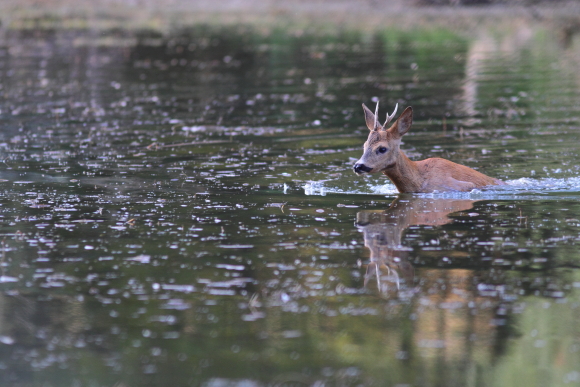 Chevreuil 06-08-2015 - 2 lq.jpg