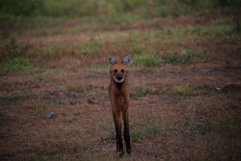 58 Loup à crinière.jpg