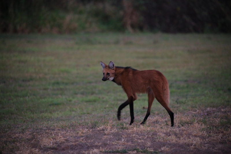 59 Loup à crinière.jpg