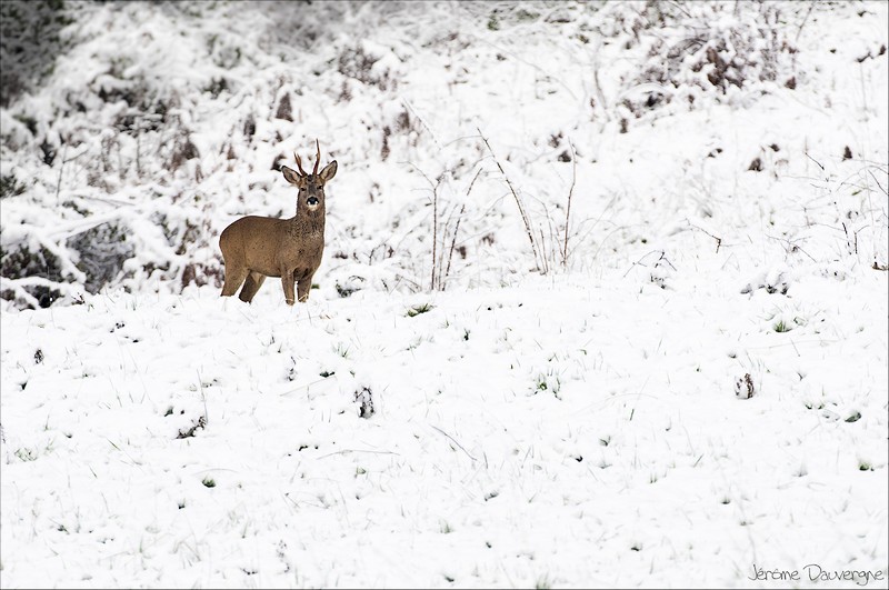 brocard dans la neige.jpg