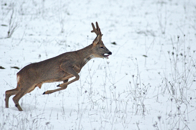 2_chiens_de_chasse_me_suive.jpg