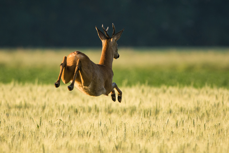 Chevreuil_Saut_800.jpg