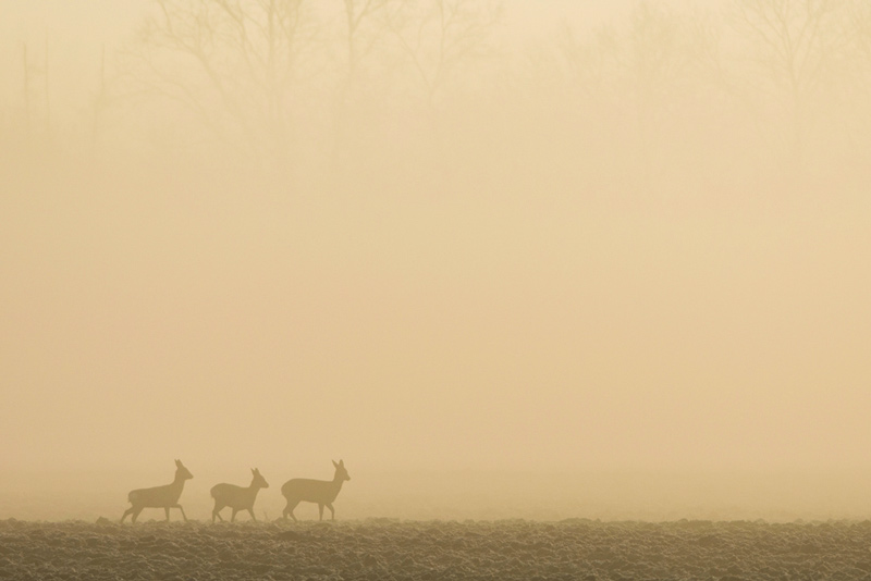 Chevreuilsbrume800.jpg