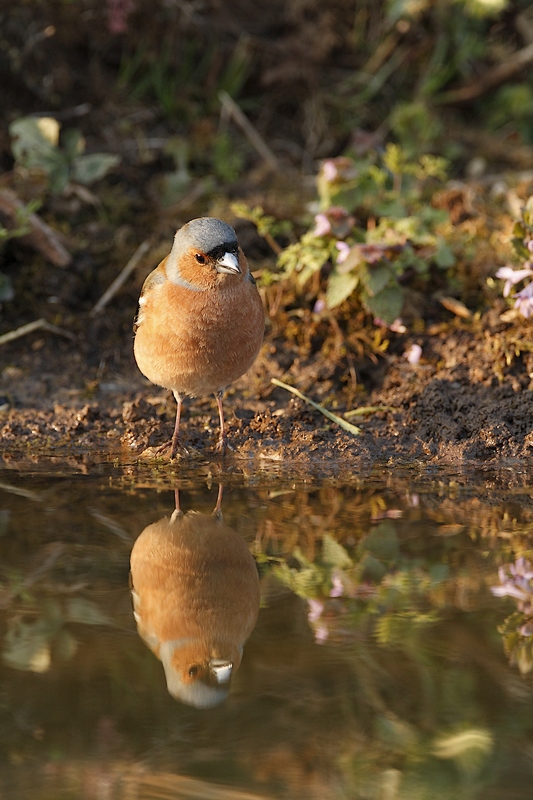 PinsonDesArbres__MG_4579.JPG