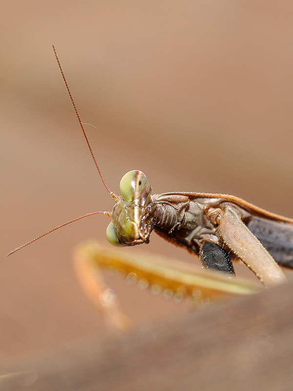 Mante religieuse 1-2.jpg