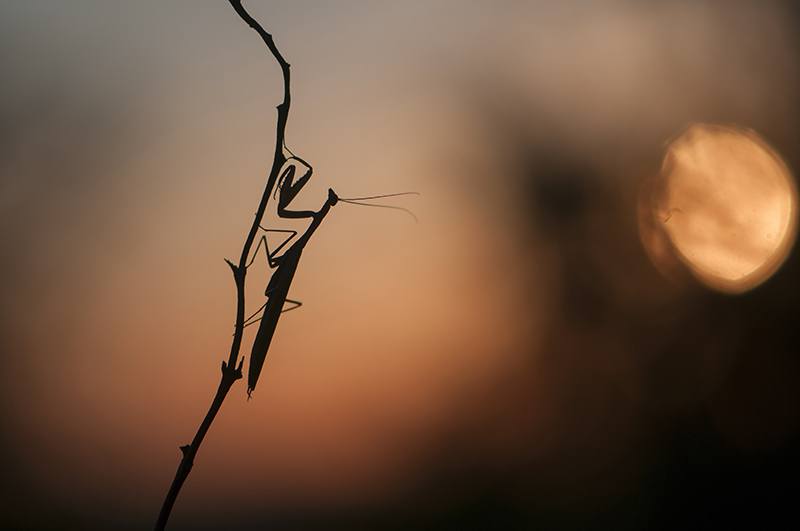 9-Mante au crépuscule.jpg-w.jpg