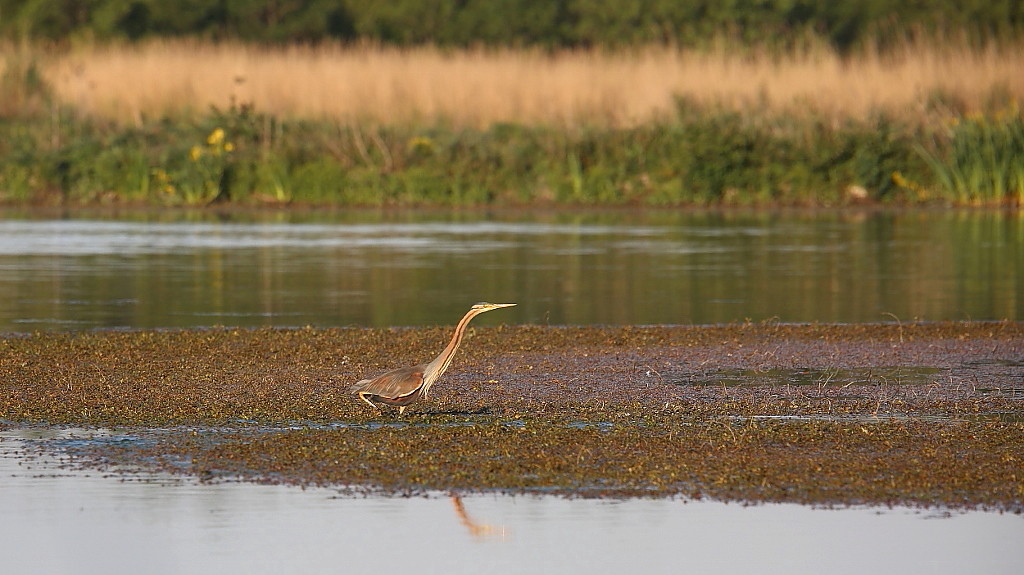 1 Marais de Vigueirat  Héron pourpré.jpg