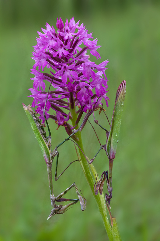 Mantes religieuses 3.jpg