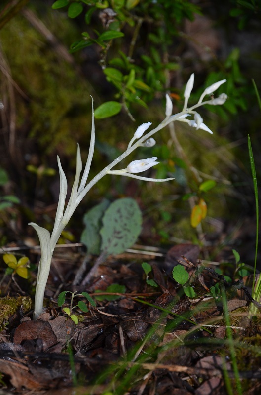 orchidee blanche.jpg