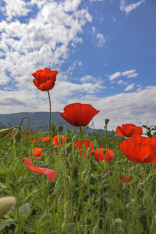 coquelicot.JPG