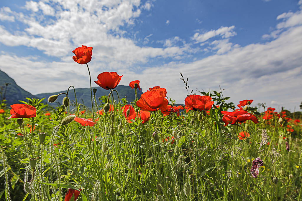 coquelicot_1.JPG