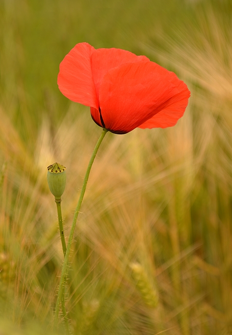 coquelicot.jpg