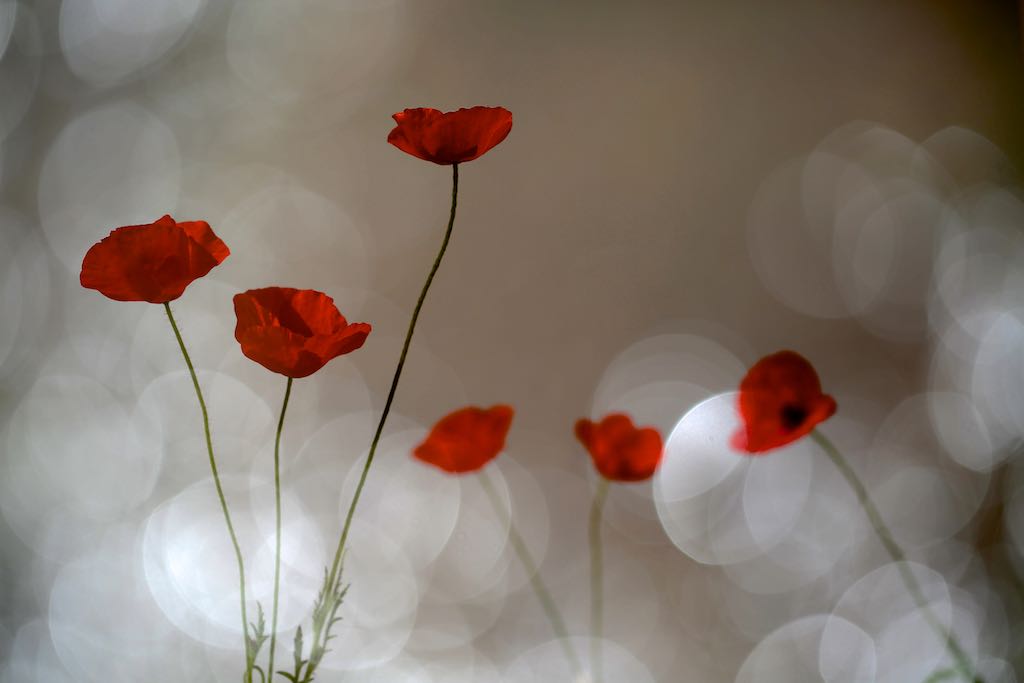 coquelicots n°2.jpg