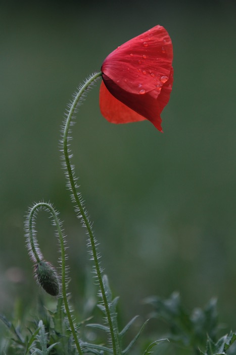 coquelicot n°1.jpg