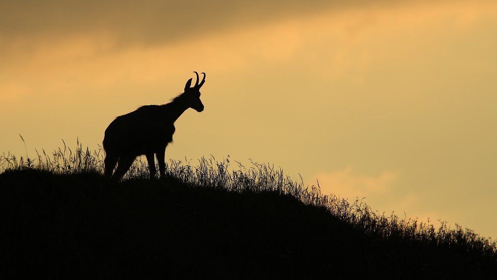 47 Chamois Vosges.jpg