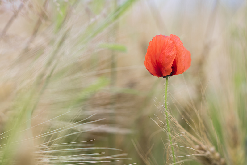 coquelicot image nature.jpg