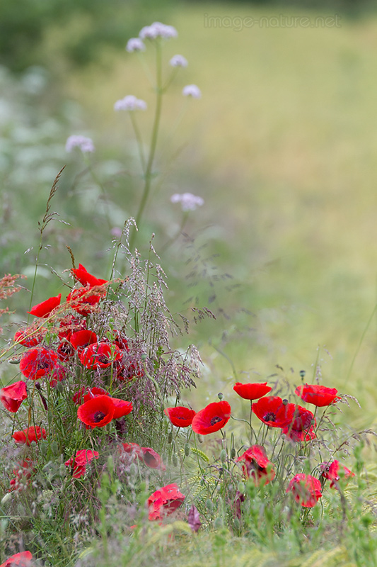 Coquelicot-2.jpg