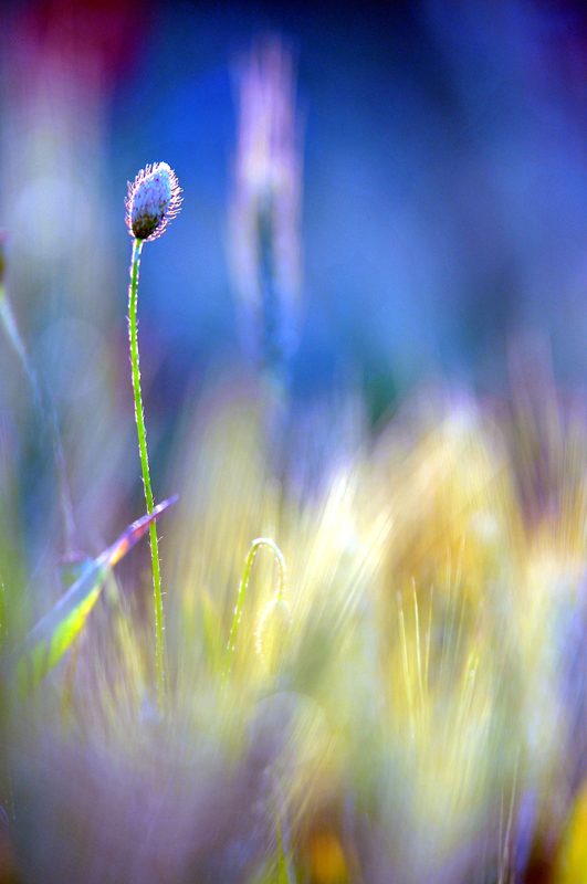 Bouton de Coquelicot.jpg