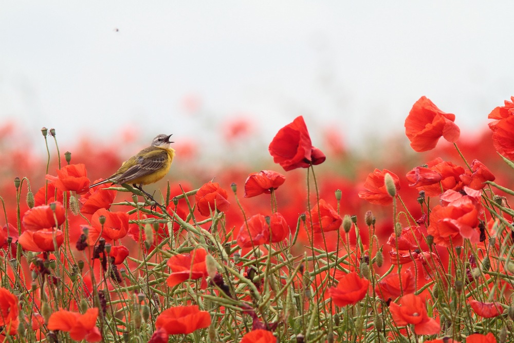 _MGL0111con coquelicot.JPG