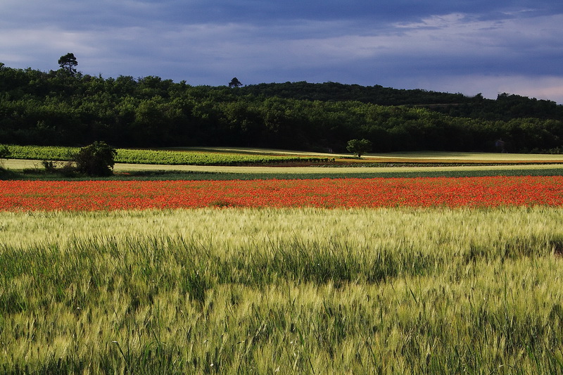 coquelicot n°1.jpg